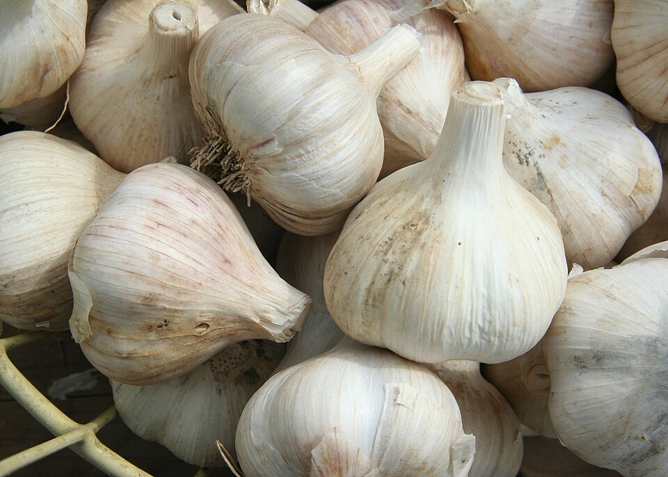 How to Plant Fall Hardneck Garlic for Summer Bulbs