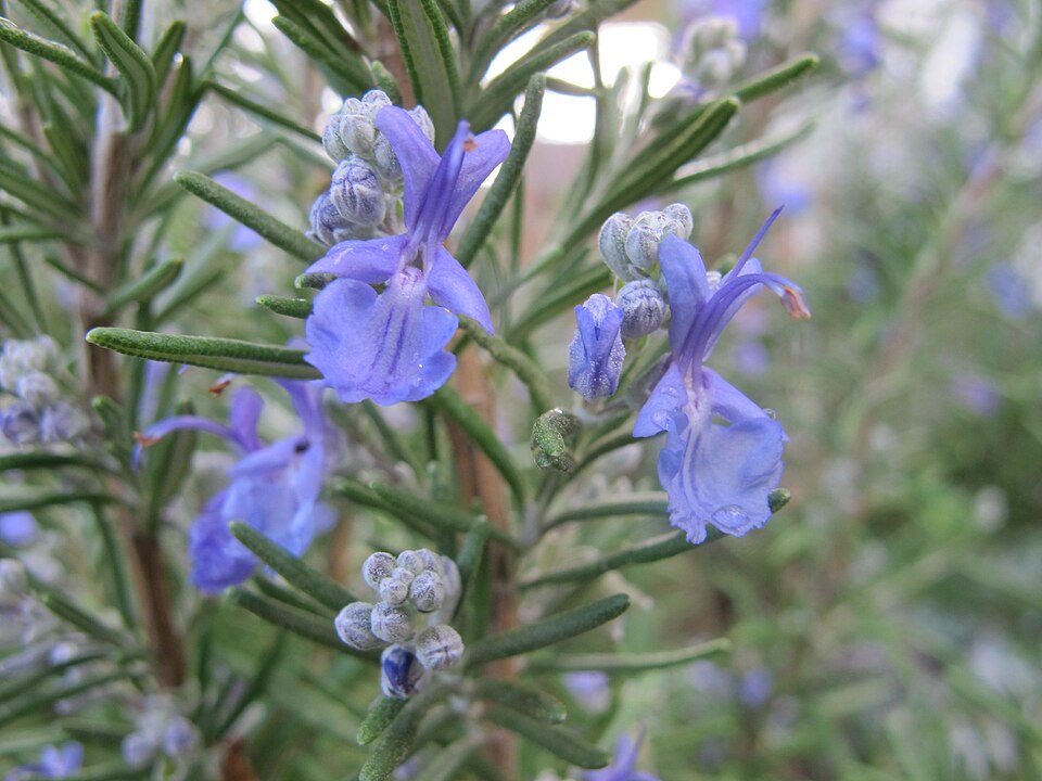 How to Root Rosemary and Woody Herb Cuttings