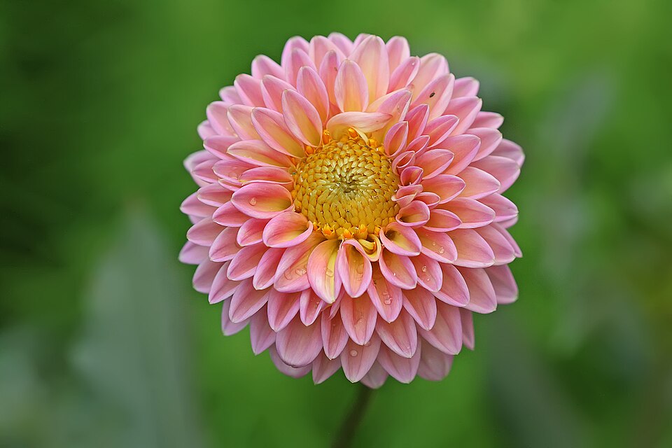How to Save Dahlia Tubers Over Winter Without Rot or Shriveling