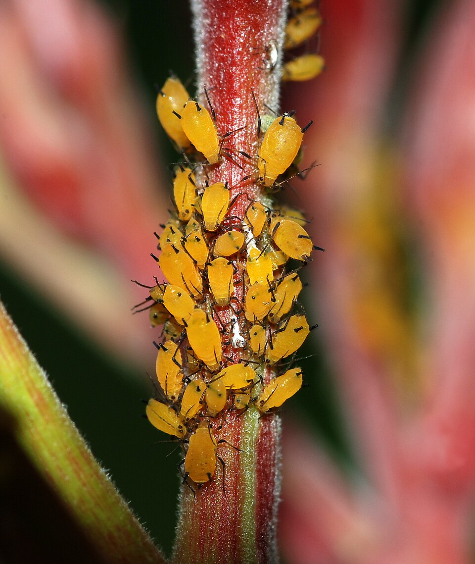 Gentle Aphid Control for Backyard Vegetable Beds