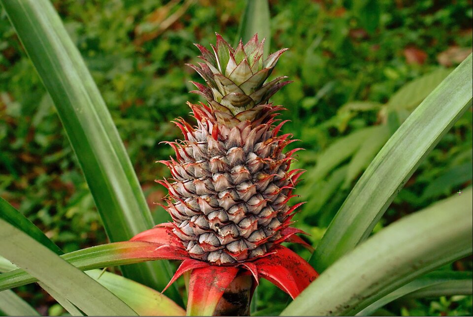 How to Grow a Pineapple From Its Crown